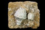 Fossil Crinoid and Blastoid Plate - Missouri #156779-1
